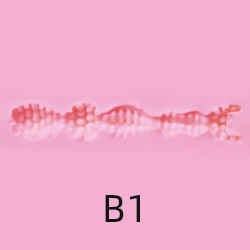 B1